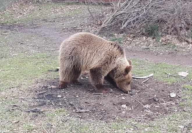 Έβγαλαν ‘στο σφυρί’ αρκουδάκι στην Αλβανία – Το έσωσε ο Αρκτούρος