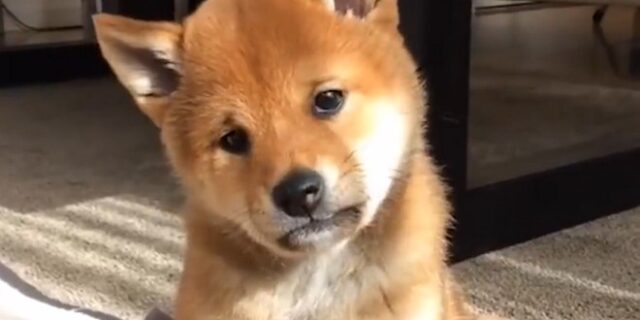 Το video που θα σου φτιάξει την ημέρα