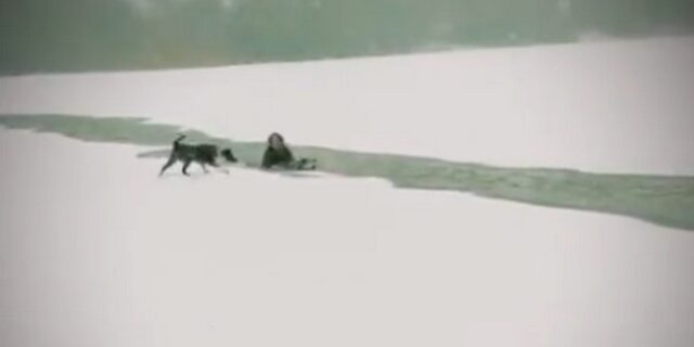 Γυναίκα χαρακτηρίστηκε ως “ηρωίδα”, για την αυτοθυσία της στη σωτηρία σκύλου