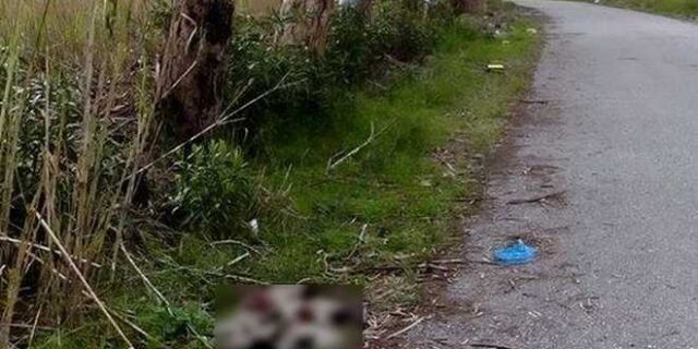 Κτηνωδία στο Μεσολόγγι: Πυροβόλησαν και σκότωσαν επτά κουτάβια
