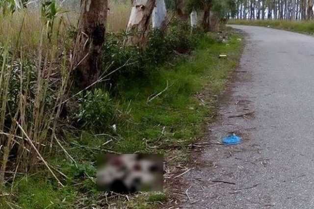 Κτηνωδία στο Μεσολόγγι: Πυροβόλησαν και σκότωσαν επτά κουτάβια