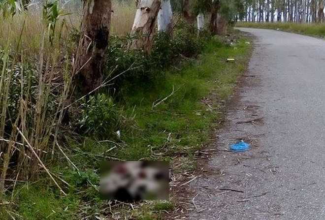 Κτηνωδία στο Μεσολόγγι: Πυροβόλησαν και σκότωσαν επτά κουτάβια