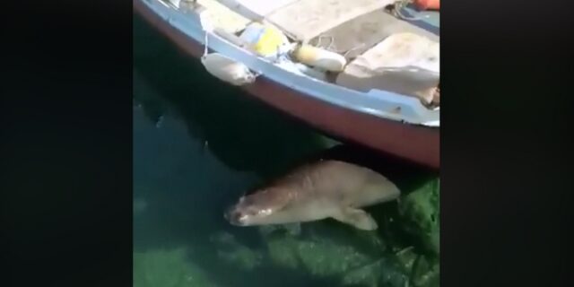 Η φώκια Monachus Monachus Μελίνα, επέστρεψε στο Λαγονήσι