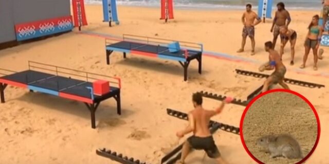Survivor: Ο Τσίλης έστειλε για ‘φράουλες’ τον Αγόρου – Ποντίκι στο παιχνίδι ερωτήσεων