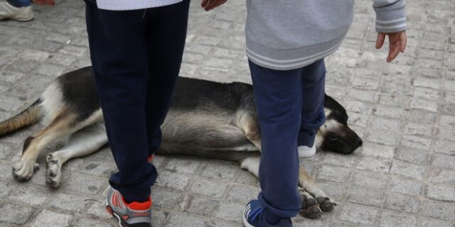 Ζάκυνθος: Παραδειγματική τιμωρία σε 46χρονο που σκότωσε σκύλο
