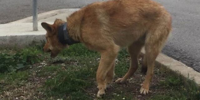 Φθιώτιδα: Σώθηκε το σκυλί που του ‘φόρεσαν’ σωλήνα στον λαιμό του