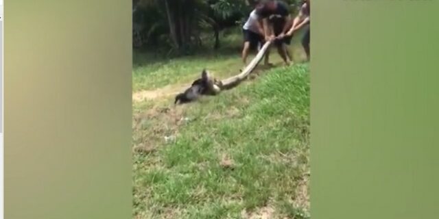Βίντεο: Χωρικοί δίνουν μάχη για να σώσουν σκύλο από τα ‘σαγόνια’ ενός ανακόντα