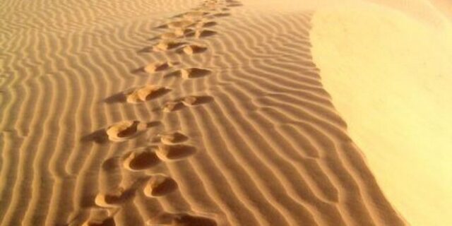 Μπορείς να βρεις το ζώο από τα πατουσάκια του;