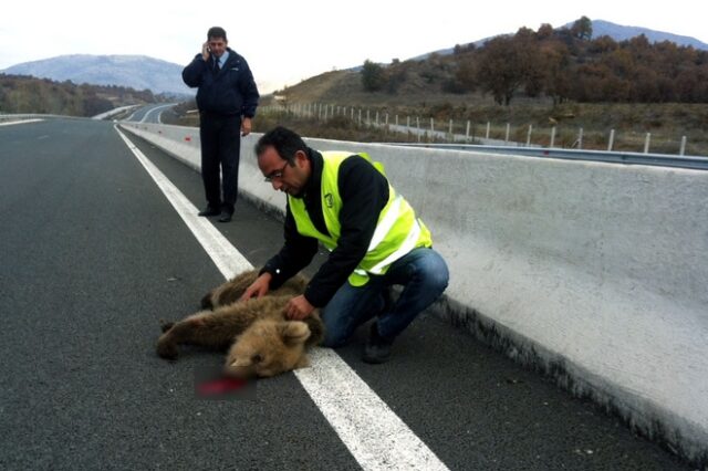 Κοζάνη: Βρέθηκε νεκρό αρκουδάκι στην άκρη του δρόμου