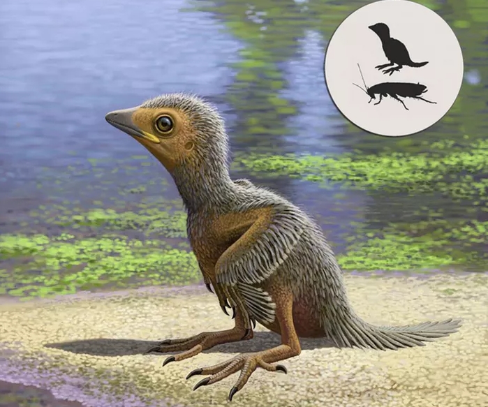 Το πιο αρχαίο νεογέννητο πτηνό της ιστορίας ήταν στο μέγεθος κατσαρίδας