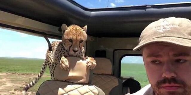 Βίντεο: Η τρομακτική στιγμή που ένα τσιτάχ εισβάλλει αθόρυβα στο τζιπ τουριστών