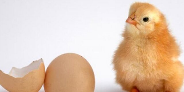 Η κότα έκανε το αυγό ή το αυγό την κότα; Βρήκαμε την απάντηση