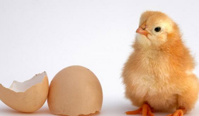 Η κότα έκανε το αυγό ή το αυγό την κότα; Βρήκαμε την απάντηση