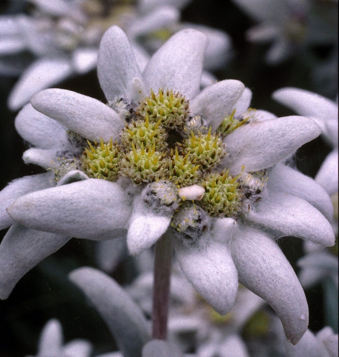 Εντελβάις: Το ‘αιώνιο λουλούδι των Άλπεων’ που κινδυνεύει με εξαφάνιση