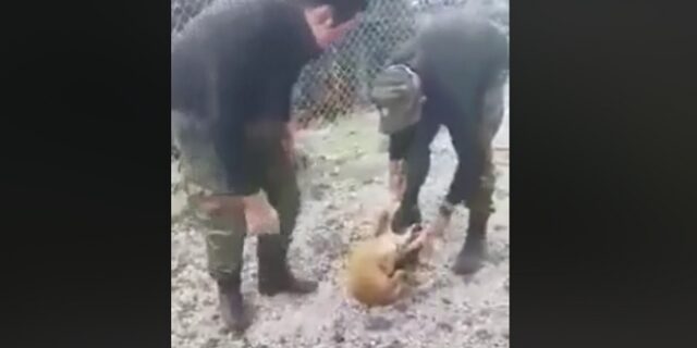 Φρίκη: Φαντάροι στην Κόνιτσα πέταξαν ζωντανό σκύλο σε γκρεμό