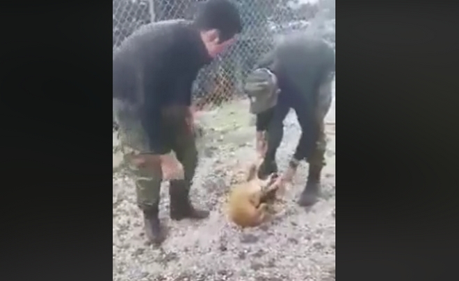 Φρίκη: Φαντάροι στην Κόνιτσα πέταξαν ζωντανό σκύλο σε γκρεμό