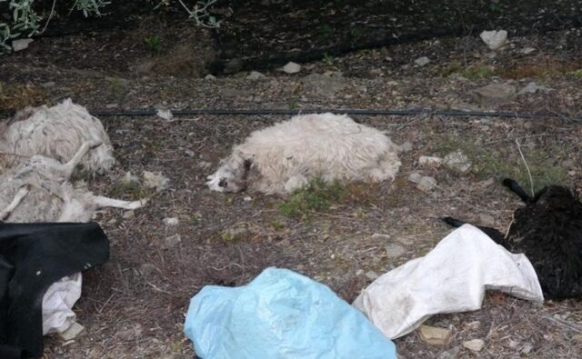 Κρήτη: Έσφαξαν εκατοντάδες αρνιά για εκδίκηση