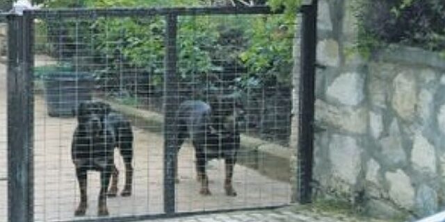 Φοβάστε τα φίδια ή τους σκορπιούς; Οι σφήκες και οι σκύλοι είναι πολύ πιο επικίνδυνοι