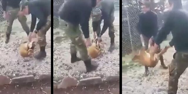 Κόνιτσα: Σε καλή κατάσταση το σκυλί που κακοποίησαν οι φαντάροι