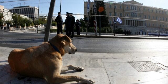 Αποσύρεται το νομοσχέδιο για τα κατοικίδια