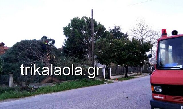 Σφοδρή ανεμοθύελλα έπληξε τα Τρίκαλα – Ξεριζώθηκαν δέντρα, ξηλώθηκαν σκεπές