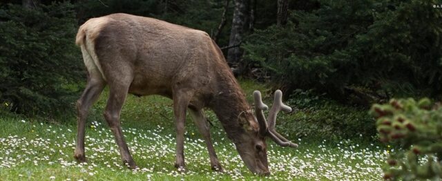 WWF: Στα πρόθυρα εξαφάνισης το κόκκινο ελάφι στην Ελλάδα