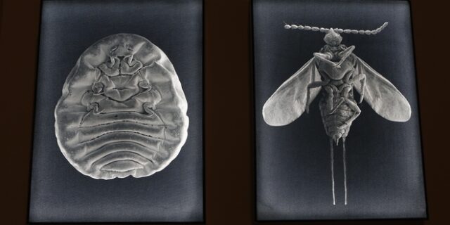 Τα έντομα μειώνονται ραγδαία – Ποιες είναι οι επιπτώσεις