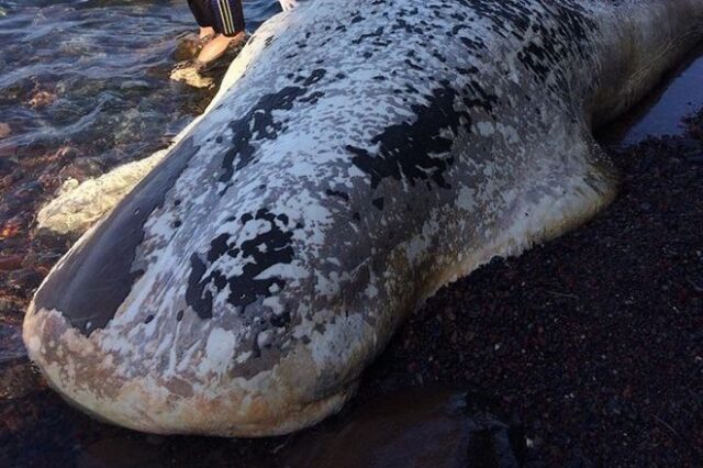 Σαντορίνη: Τριάντα κιλά πλαστικής σακούλας βρήκαν στο στομάχι φάλαινας