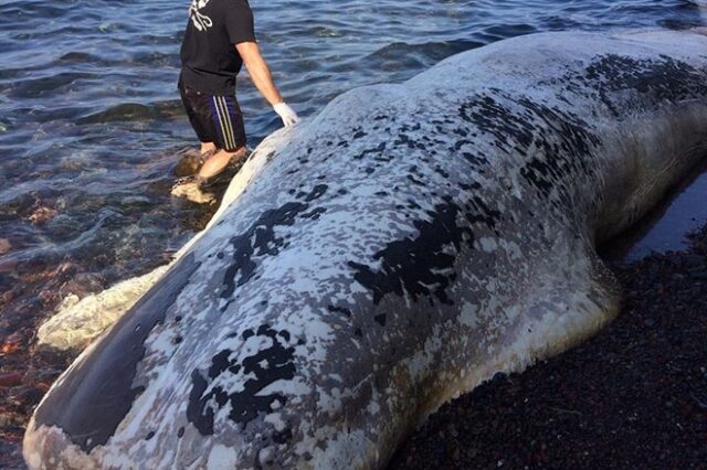 Νεκρή φάλαινα ξεβράστηκε στις ακτές της Σαντορίνης