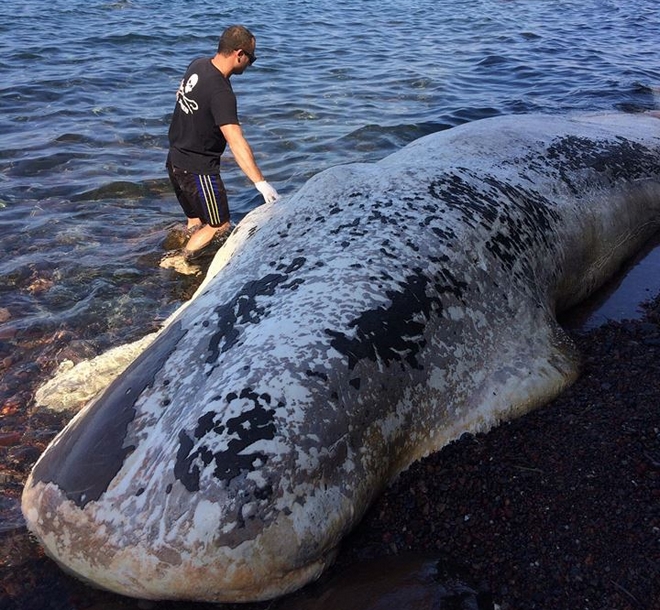 Νεκρή φάλαινα ξεβράστηκε στις ακτές της Σαντορίνης