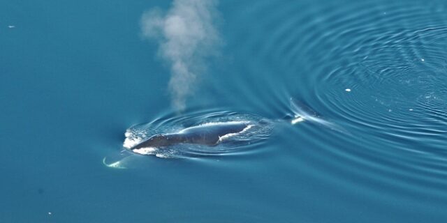 Φάλαινες τραγουδούν τζαζ για να προσελκύσουν το ταίρι τους