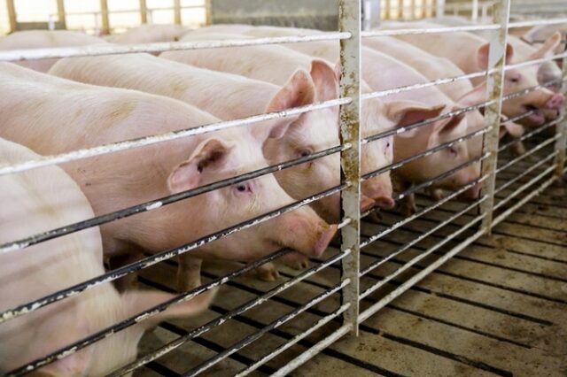 Στην Ισπανία υπάρχουν περισσότερα γουρούνια από ανθρώπους