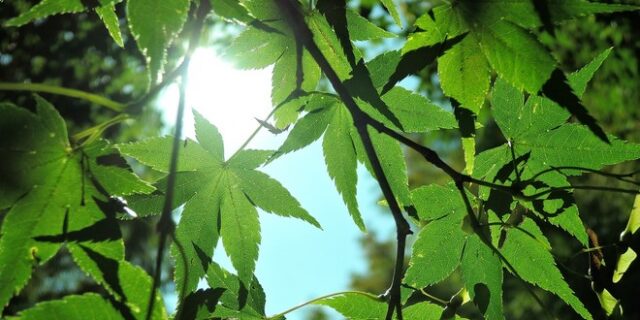 Αίθριος ο καιρός τις επόμενες μέρες, ενισχύονται οι άνεμοι