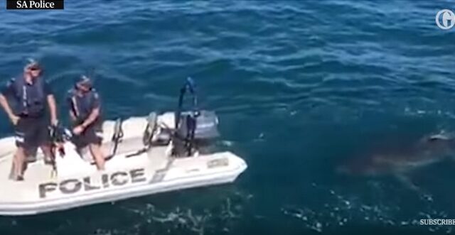 Θρίλερ: Μεγάλος λευκός καρχαρίας εναντίον αστυνομικών