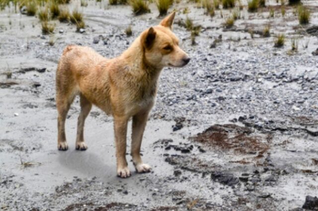 Αγριόσκυλο της Ν. Γουινέας: Εντοπίστηκε ο πιο σπάνιος και αρχαίος σκύλος του κόσμου