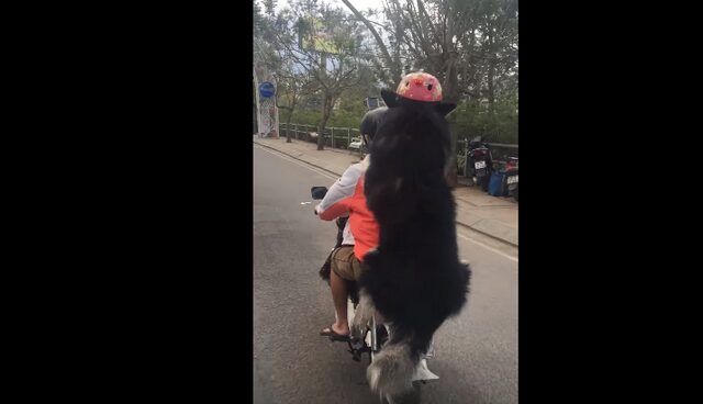 Σκύλος συνεπιβάτης μηχανής – Αλλά είναι ασφαλής, φοράει κράνος