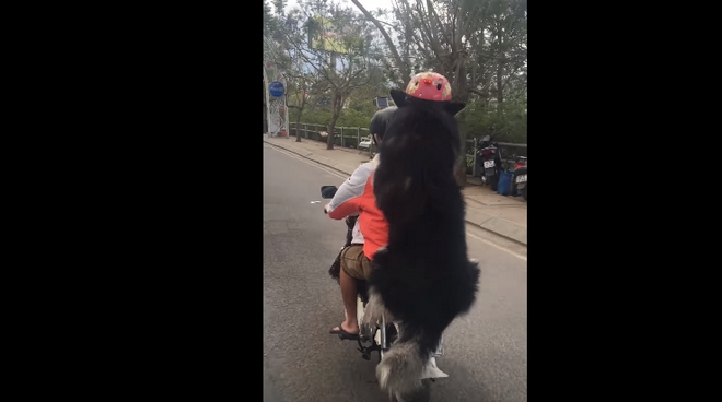 Σκύλος συνεπιβάτης μηχανής – Αλλά είναι ασφαλής, φοράει κράνος