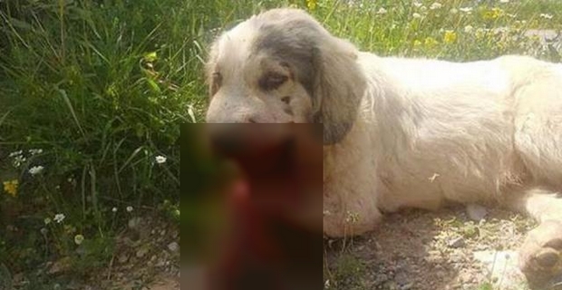 Καλαμάτα: Από τροχαίο κι όχι κροτίδες πέθανε ο σκύλος που βρέθηκε βαριά τραυματισμένος