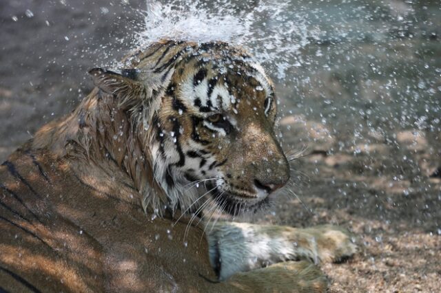 Θετική στον κορονοϊό βρέθηκε τίγρης σε ζωολογικό κήπο της Νέας Υόρκης