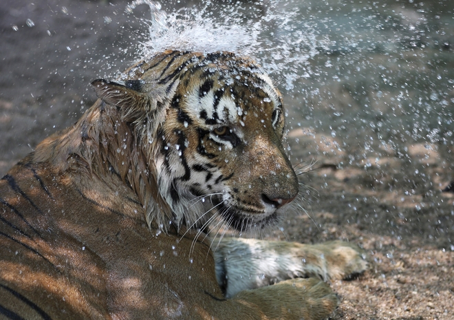 Θετική στον κορονοϊό βρέθηκε τίγρης σε ζωολογικό κήπο της Νέας Υόρκης
