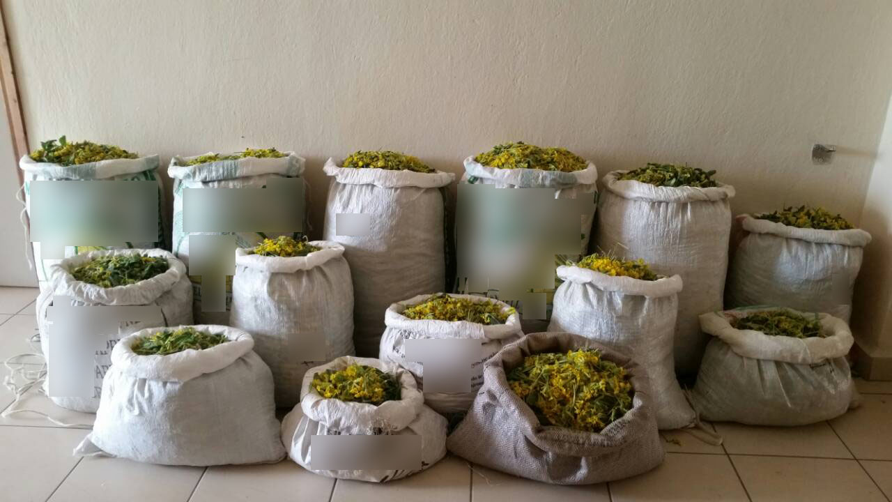 Γράμμος: Μπήκαν παράνομα στη χώρα και μάζεψαν 132 κιλά βότανα