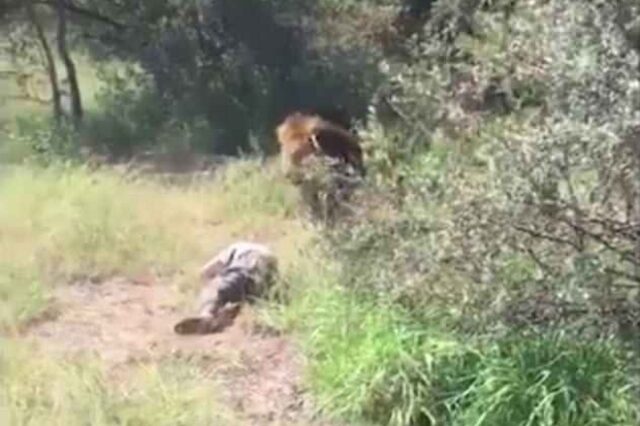 Τρόμος σε ζωολογικό πάρκο στη Ν. Αφρική: Λιοντάρι σέρνει τον ιδιοκτήτη