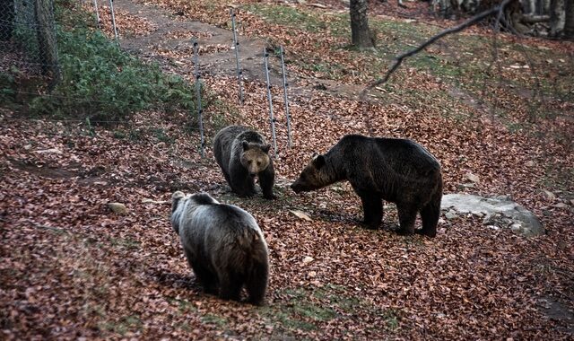 Αρκούδα με τα μικρά της βρήκε καταφύγιο σε ακατοίκητο σπίτι στη Δροσοπηγή