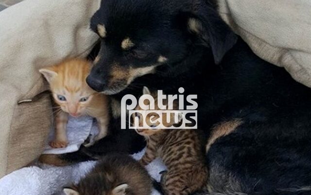 Σκυλίτσα στη Μυρσίνη Ηλείας θηλάζει τρία ορφανά γατιά