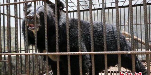 Τους πήρε δύο χρόνια να καταλάβουν ότι το κατοικίδιο που μεγάλωναν δεν ήταν σκύλος