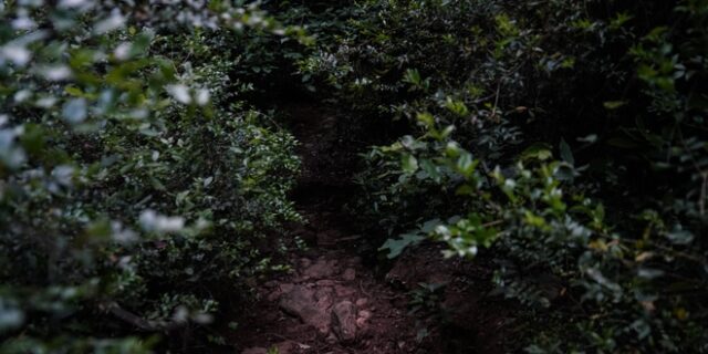 Τα αγριογούρουνα της Εκάλης