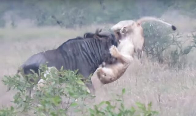 Επική μονομαχία: Θαρραλέο γκνου τα βάζει με δύο λιοντάρια