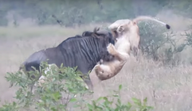 Επική μονομαχία: Θαρραλέο γκνου τα βάζει με δύο λιοντάρια