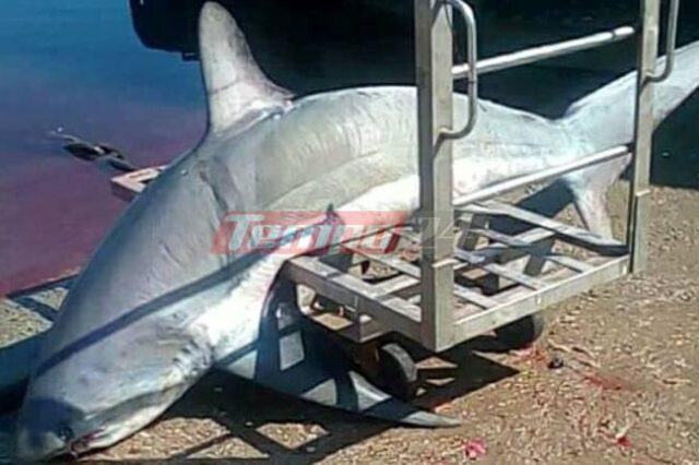 Πατραϊκός: Σε παραγάδι πιάστηκε καρχαρίας 200 κιλών