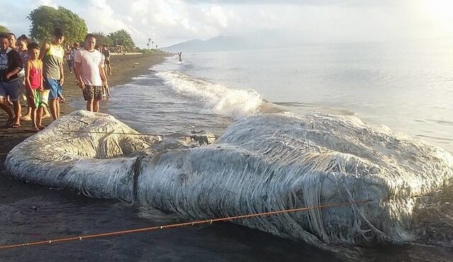 Τρομακτικό “μαλλιαρό” πλάσμα ξεβράστηκε σε ακτή των Φιλιππίνων